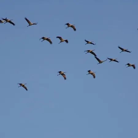 Pongratz Comfortable *