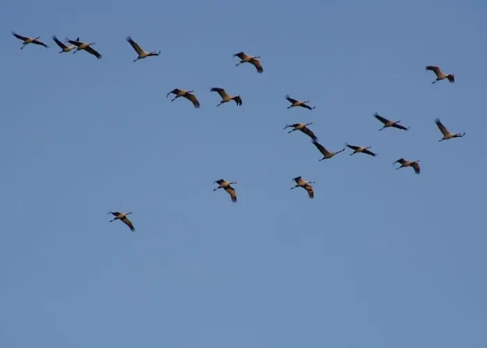 Pongratz Comfortable *